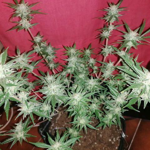 HulkBerry Automatic growlog timeline photo
