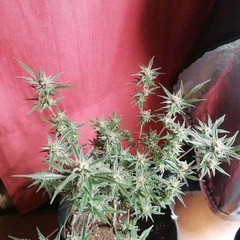 HulkBerry Automatic growlog timeline photo