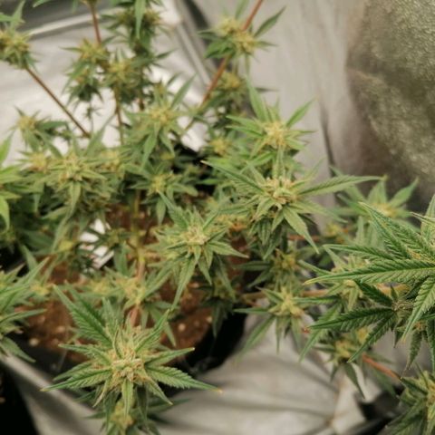 HulkBerry Automatic growlog timeline photo