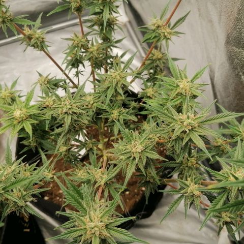 HulkBerry Automatic growlog timeline photo