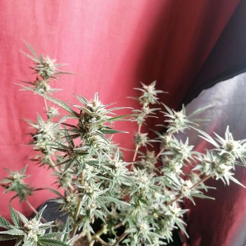 HulkBerry Automatic growlog timeline photo