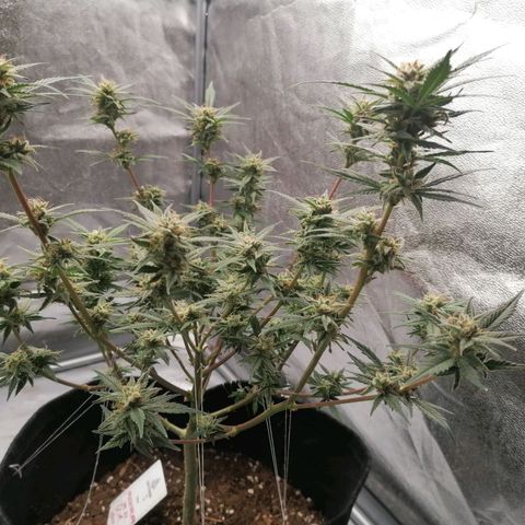 HulkBerry Automatic growlog timeline photo