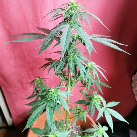 Wedding Cake 2 growlog timeline photo
