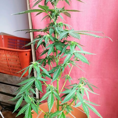 Wedding Cake 2 growlog timeline photo