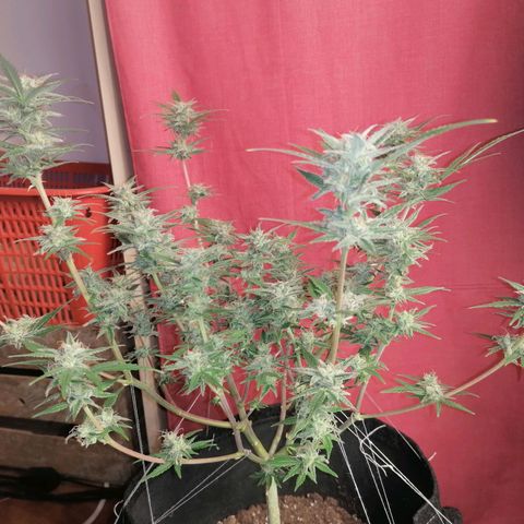 HulkBerry Automatic growlog timeline photo