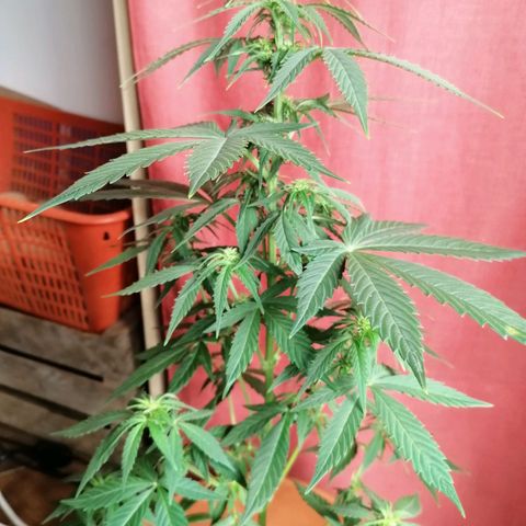 Wedding Cake 2 growlog timeline photo