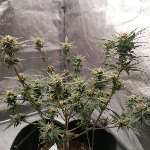 HulkBerry Automatic growlog timeline photo