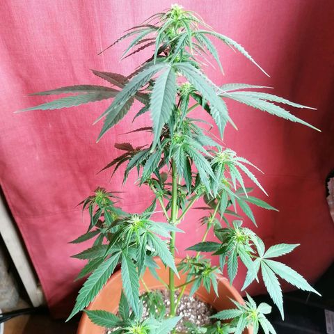Wedding Cake 2 growlog timeline photo
