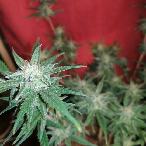 HulkBerry Automatic growlog timeline photo