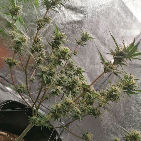 HulkBerry Automatic growlog timeline photo