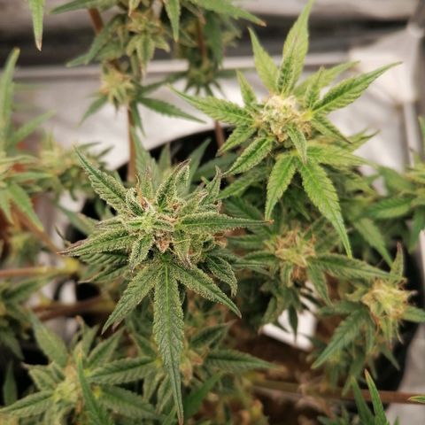 HulkBerry Automatic growlog timeline photo