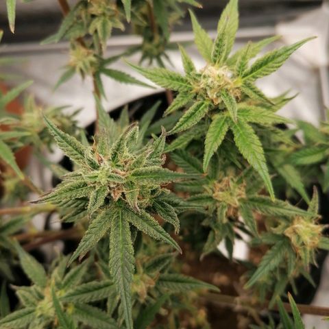 HulkBerry Automatic growlog timeline photo
