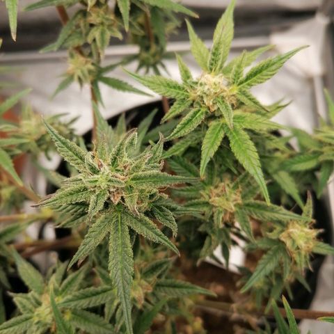 HulkBerry Automatic growlog timeline photo