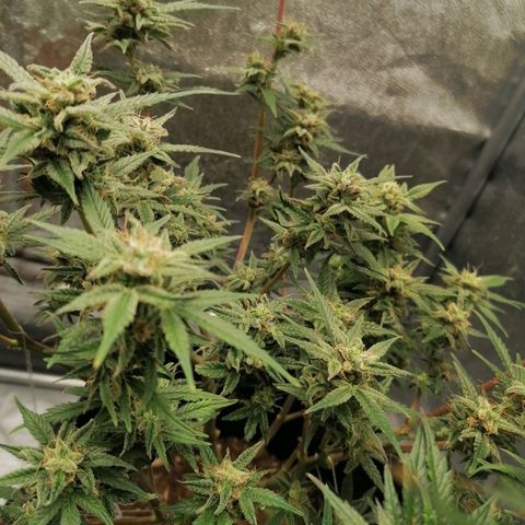 HulkBerry Automatic growlog timeline photo