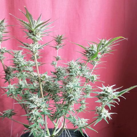 HulkBerry Automatic growlog timeline photo