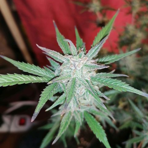 HulkBerry Automatic growlog timeline photo