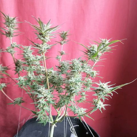 HulkBerry Automatic growlog timeline photo