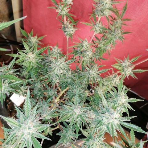 HulkBerry Automatic growlog timeline photo