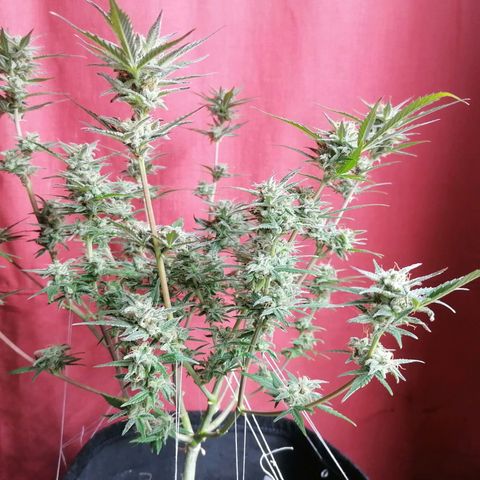 HulkBerry Automatic growlog timeline photo