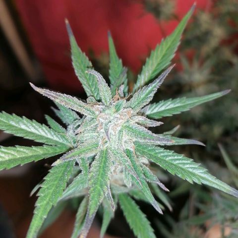 HulkBerry Automatic growlog timeline photo