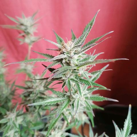 HulkBerry Automatic growlog timeline photo