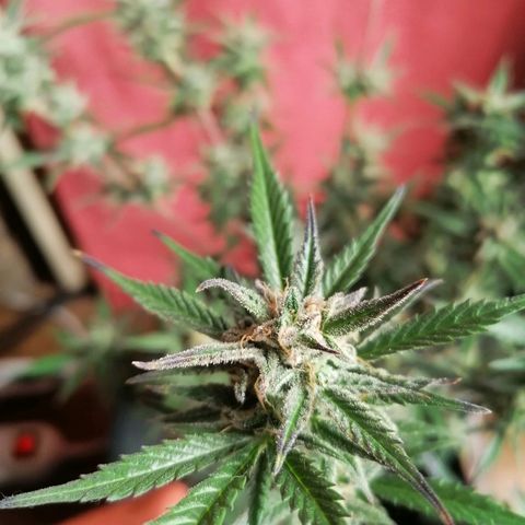 HulkBerry Automatic growlog timeline photo