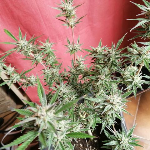 HulkBerry Automatic growlog timeline photo
