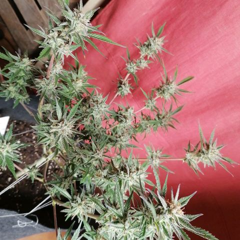 HulkBerry Automatic growlog timeline photo