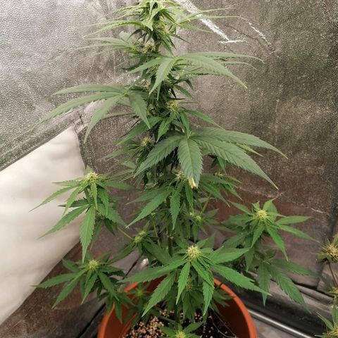 Wedding Cake 2 growlog timeline photo