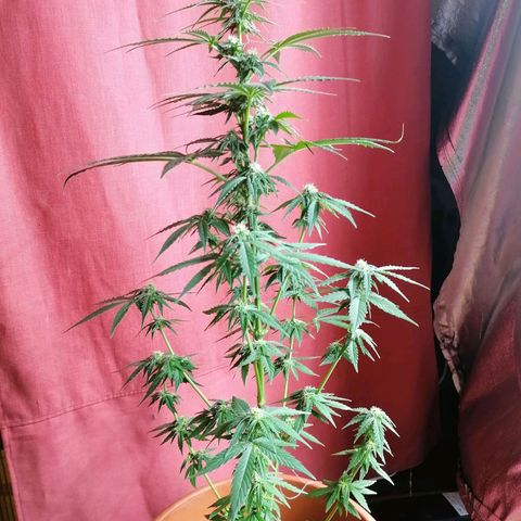 Wedding Cake 2 growlog timeline photo