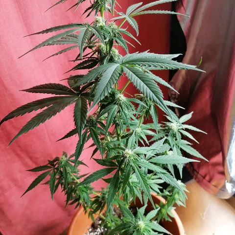 Wedding Cake 2 growlog timeline photo