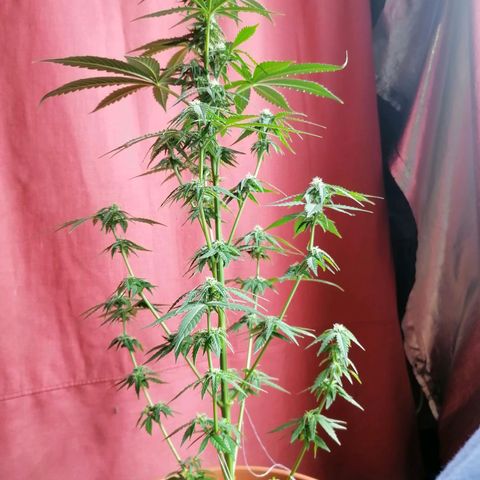 Wedding Cake 2 growlog timeline photo