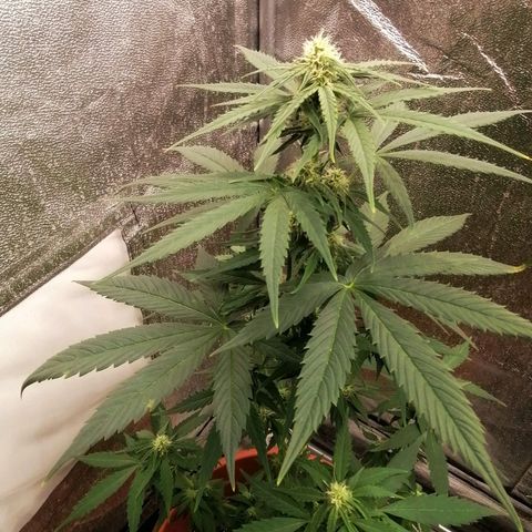 Wedding Cake 2 growlog timeline photo
