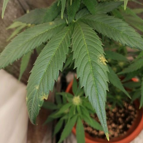 Wedding Cake 2 growlog timeline photo