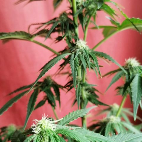 Wedding Cake 2 growlog timeline photo