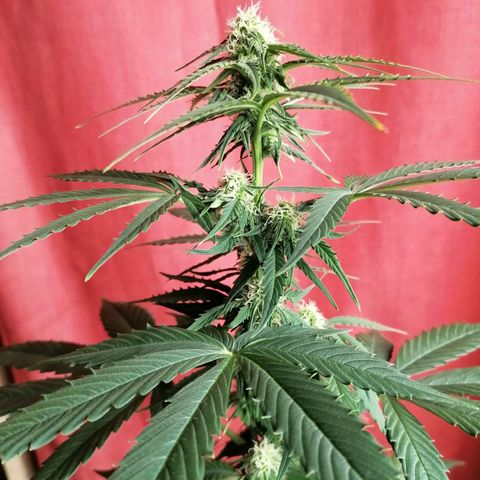 Wedding Cake 2 growlog timeline photo