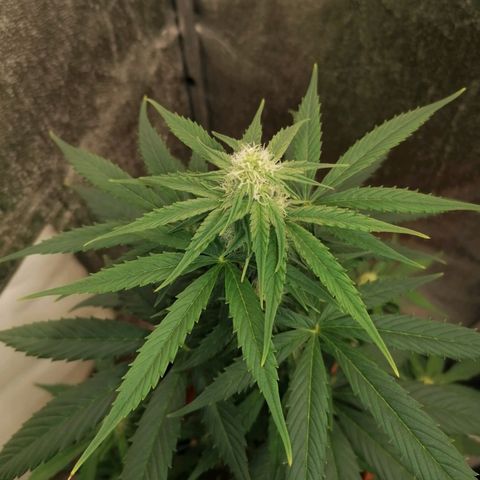 Wedding Cake 2 growlog timeline photo