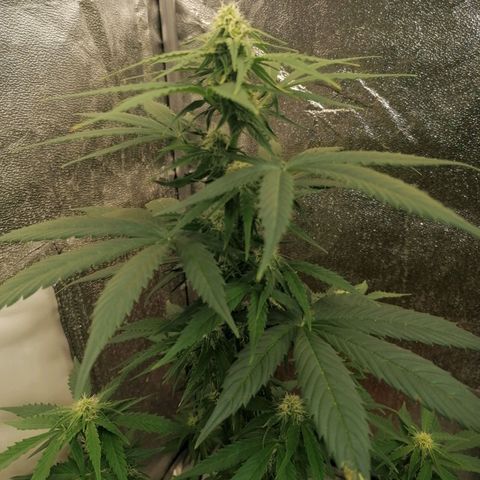 Wedding Cake 2 growlog timeline photo