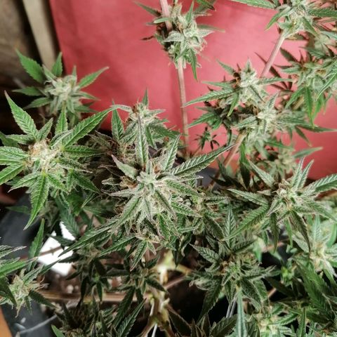 HulkBerry Automatic growlog timeline photo