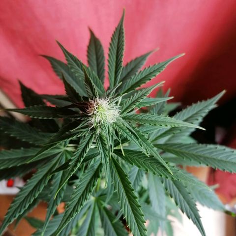 Wedding Cake 2 growlog timeline photo