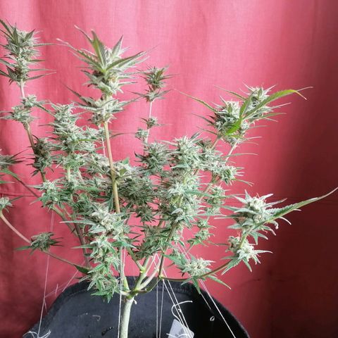 HulkBerry Automatic growlog timeline photo