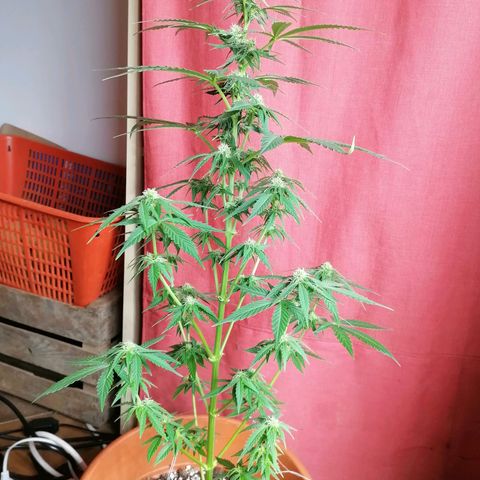 Wedding Cake 2 growlog timeline photo