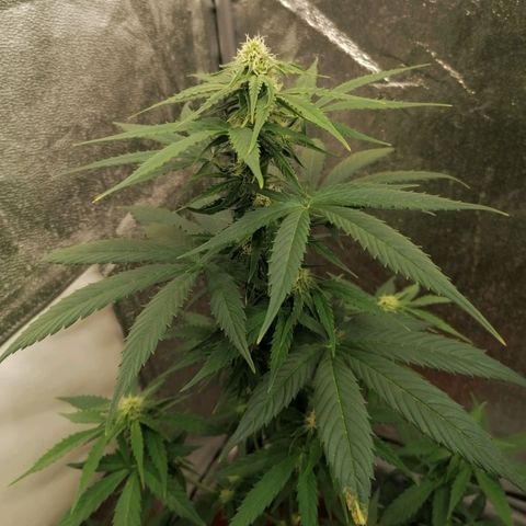 Wedding Cake 2 growlog timeline photo