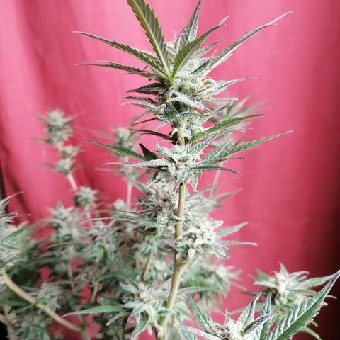HulkBerry Automatic growlog timeline photo