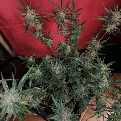 HulkBerry Automatic growlog timeline photo