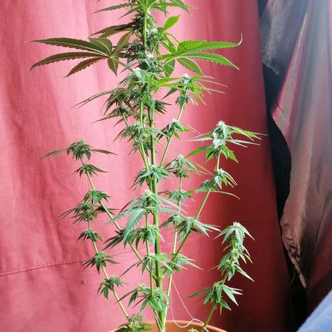 Wedding Cake 2 growlog timeline photo