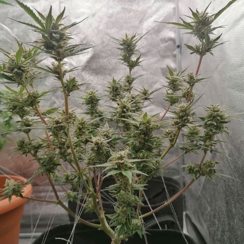 HulkBerry Automatic growlog timeline photo