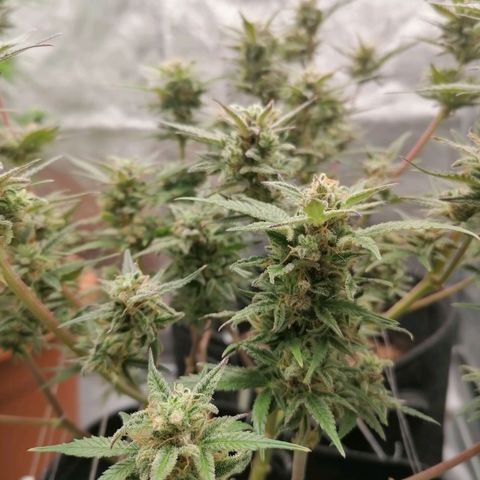 HulkBerry Automatic growlog timeline photo