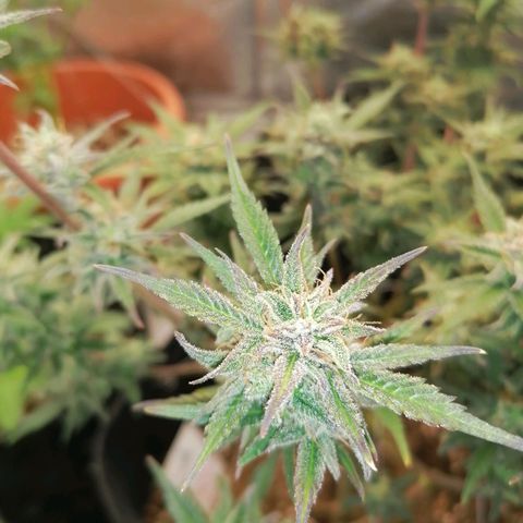 HulkBerry Automatic growlog timeline photo