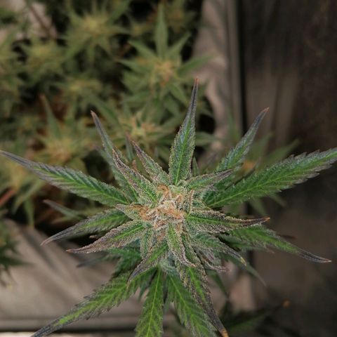 HulkBerry Automatic growlog timeline photo